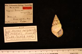 Media type: image; Malacology 47384